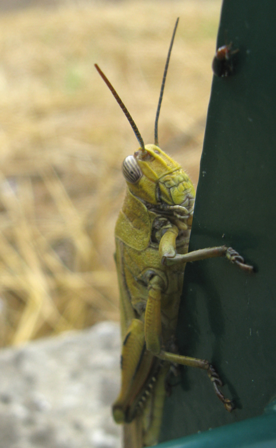 Anacridium aegyptium
